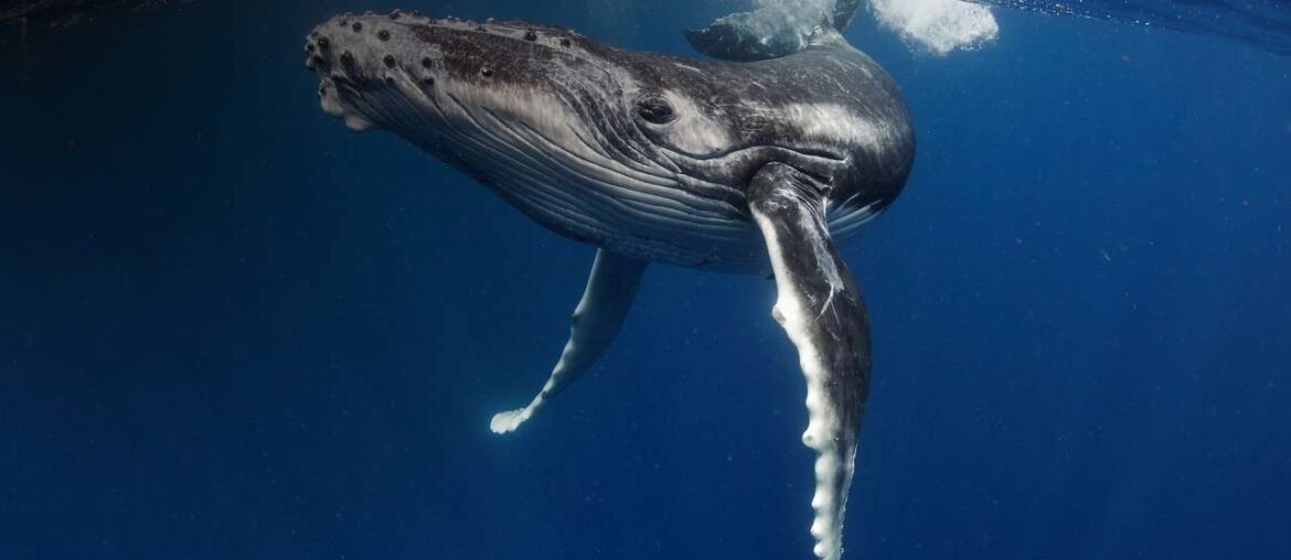 For whale watching and golden beaches