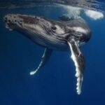 For whale watching and golden beaches