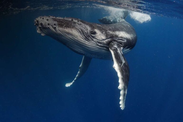 For whale watching and golden beaches