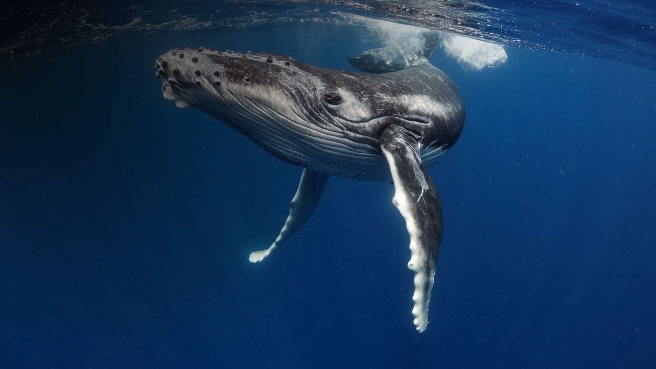 5 Unforgettable Spots for Whale Watching and Golden Beaches in Sri Lanka For whale watching and golden beaches