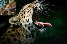 Ultimate Yala Safari Adventure: 7 Unforgettable Experiences in Sri Lanka’s Wild Heart-2025 Leopard Yaala