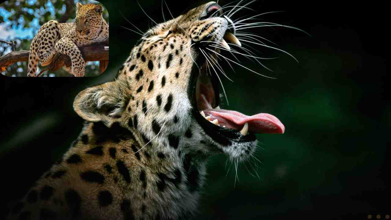 Ultimate Yala Safari Adventure: 7 Unforgettable Experiences in Sri Lanka’s Wild Heart-2025 Leopard Yaala